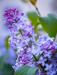 Flowers in Germany. Original public domain image from Wikimedia Commons