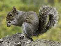 Photograph of a squirrel holding a nut. Original public domain image from Wikimedia Commons