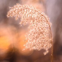 Phragmites Australis. Original public domain image from Wikimedia Commons