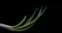 Onion Leaf. Original public domain image from Wikimedia Commons