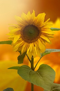 Sunflower. Original public domain image from Wikimedia Commons