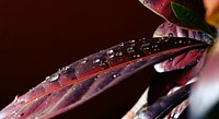 Water drops on a leaf. Original public domain image from Wikimedia Commons