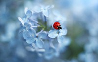 Ladybug. Original public domain image from Wikimedia Commons