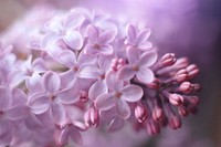 Pink lilac. Original public domain image from Wikimedia Commons