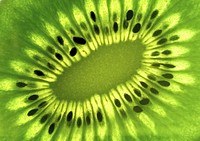 Kiwi. Original public domain image from Wikimedia Commons