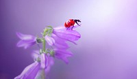 Ladybug and purple flower. Original public domain image from <a href="https://commons.wikimedia.org/wiki/File:Ledybug_(187130453).jpeg" target="_blank">Wikimedia Commons</a>