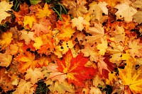 Maple Leaves. Original public domain image from <a href="https://commons.wikimedia.org/wiki/File:Maple_Leaves_(176761151).jpeg" target="_blank">Wikimedia Commons</a>