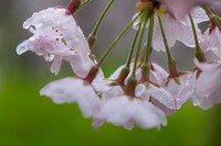 Sakura is reaching its peak this week. However, the cloudy and rainy days will accompany its blooming and we are afraid the sakura petal can not stand the rain. Can you hold it for a while sakura? so I can enjoy your blooming once more Original public domain image from Wikimedia Commons