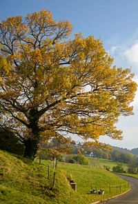 An oak tree set ablaze by the October sun on Mont P?lerin. Original public domain image from Wikimedia Commons