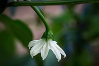 Pepper Flower. Original public domain image from <a href="https://commons.wikimedia.org/wiki/File:Pepper_Flower_(185771871).jpeg" target="_blank">Wikimedia Commons</a>