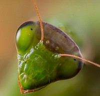 Mantis religiosa heads. Original image from Wikimedia Commons