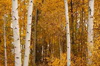 Poplar and Alder Forest in Fall by Rocky Point Resort on the Fremont-Winema National Forest. Original public domain image from Wikimedia Commons