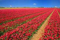 Tulip Field Tulips Red Holland Nature Flowers. Original public domain image from Wikimedia Commons