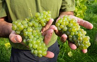 Grapes harvested in 2018. Due to the long and hot summer, the year produced a good harvest. Original public domain image from <a href="https://commons.wikimedia.org/wiki/File:Javier_shows_part_of_the_grape_harvest_in_his_Lysekil_vineyard_1_-_cropped.jpg" target="_blank">Wikimedia Commons</a>
