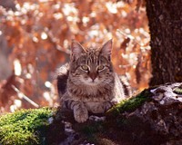 Brown tabby cat. Original image from Wikimedia Commons