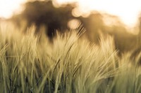 Corn Field. Original public domain image from Wikimedia Commons