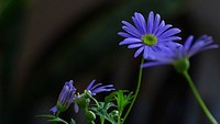 Blue Flower. Original public domain image from Wikimedia Commons