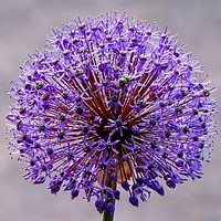 Purple flower during spring. Original public domain image from Wikimedia Commons