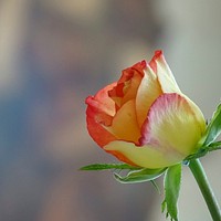 A Rose Is Still A Rose. Original public domain image from Wikimedia Commons