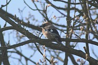 This bird (and his/her friends) live on tree next to my office windov. Original image from <a href="https://commons.wikimedia.org/wiki/File:Eurasian_Jay_(229364257).jpeg" target="_blank">Wikimedia Commons</a>
