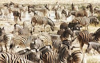 Zeal of plains zebras (Equus quagga burchellii) at a waterhole, Etosha National Park. Original image from Wikimedia Commons