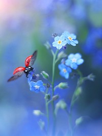 Forget me not. Original public domain image from Wikimedia Commons