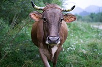 Cow. Original public domain image from <a href="https://commons.wikimedia.org/wiki/File:Cow_(165814207).jpeg" target="_blank">Wikimedia Commons</a>