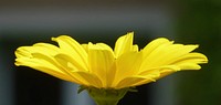 Yellow daisy. Original public domain image from <a href="https://commons.wikimedia.org/wiki/File:Yellow_Flower_(158625847).jpeg" target="_blank">Wikimedia Commons</a>