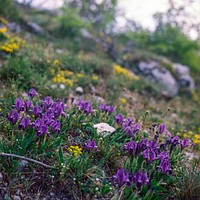 Purple irises. Original public domain image from <a href="https://commons.wikimedia.org/wiki/File:Pygmy_Iris_Apr%C3%B3_N%C5%91szirom_Iris_Pumila_(149163029).jpeg" target="_blank">Wikimedia Commons</a>