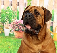 French Mastiff, black mask. Original public domain image from <a href="https://commons.wikimedia.org/wiki/File:Black_masked_Dogue_de_Bordeaux.jpg" target="_blank" rel="noopener noreferrer nofollow">Wikimedia Commons</a>