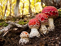 The Daltons of the mushroom world. Amanita muscaria family. Original public domain image from Wikimedia Commons