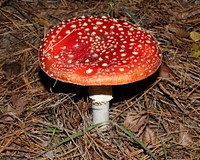 Fly agaric (Amanita muscaria). Ukraine, Vinnytsia Raion. Original public domain image from Wikimedia Commons