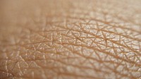 Human skin close-up. Original public domain image from Wikimedia Commons
