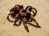 Mexican Red-kneed Tarantula, Mexican Red-kneed birdeater. Female (Brachypelma smithi). Original public domain image from Wikimedia Commons