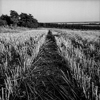 Black and white meadow. Original public domain image from Wikimedia Commons