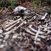 Abandoned bones in the woods. Original public domain image from Wikimedia Commons