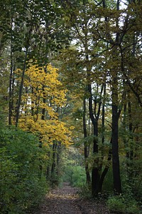 Forest. Original public domain image from Wikimedia Commons