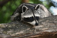 A raccoon resting on a log. Original public domain image from <a href="https://commons.wikimedia.org/wiki/File:Raccoon_on_Log.jpg" target="_blank" rel="noopener noreferrer nofollow">Wikimedia Commons</a>