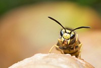 A wasp found in much of Earth's Northern Hemisphere is the German wasp (Vespula germanica).