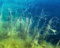 Underwater slope in Gullmarn fjord at S&auml;mstad, Lysekil Municipality, Sweden. Original public domain image from Wikimedia Commons