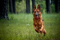 German shepherd dog. Original public domain image from Wikimedia Commons