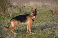 German shepherd dog standing on grass ground. Original public domain image from <a href="https://commons.wikimedia.org/wiki/File:German-shepherd-4040871920.jpg" target="_blank">Wikimedia Commons</a>