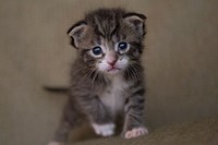 A kitten looking at the camera seemed innocent. Original public domain image from Wikimedia Commons