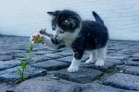 A kitten keeping a leaf in the mouth seemed curious. Original public domain image from Wikimedia Commons