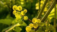 Green Solaris grapes and leaves growing in Chateaux Luna vineyard, Lysekil, Sweden. Original public domain image from <a href="https://commons.wikimedia.org/wiki/File:Solaris_grapes_in_Chateaux_Luna_vineyard_24.jpg" target="_blank">Wikimedia Commons</a>