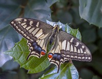 Butterfly. Original public domain image from Wikimedia Commons