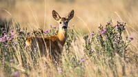 Roe deer. Original public domain image from Wikimedia Commons