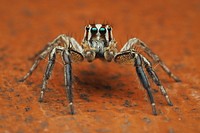 Adult male Plexippus paykulli jumping spider in Florida. Original public domain image from Wikimedia Commons