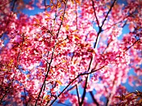 Sakura blossom. Original public domain image from Wikimedia Commons