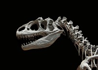 Skeleton of dinosaur with black background. Original public domain image from <a href="https://commons.wikimedia.org/wiki/File:Allosaurus_fragilis_moulage_MNHN_paleontologie_1.JPG" target="_blank">Wikimedia Commons</a>
